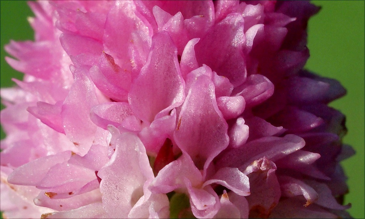 Paypoq kiygan eng yaxshi ayollar ishtirokidagi porno Porno semiz ayollar